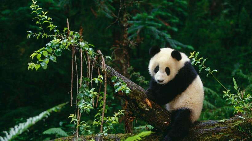 Chengdu:Panda Base Entry Ticket & English PDF Guidebook - Using the English PDF guidebook well