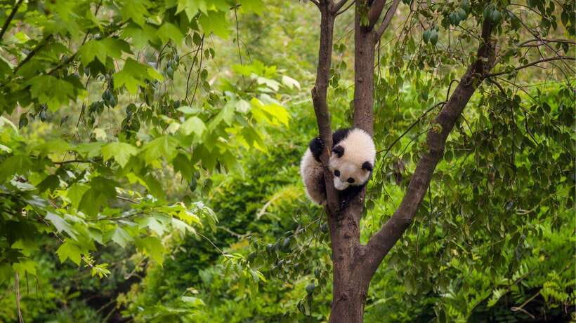 Chengdu:Panda Base Entry Ticket & English PDF Guidebook - The panda enclosures and outdoor viewing