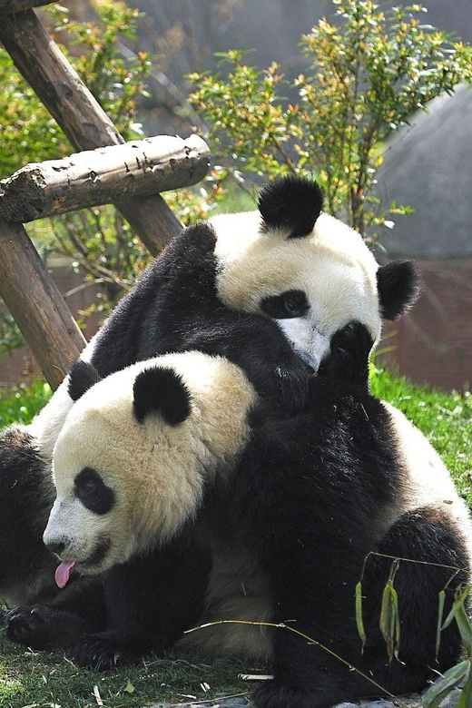 Chengdu:Panda Base Entry Ticket & English PDF Guidebook - Red pandas, the museum, and the Panda Tower