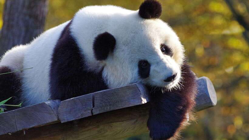 Chengdu:Panda Base Entry Ticket & English PDF Guidebook - Walking, the 10 RMB shuttle, and the real pace of the visit