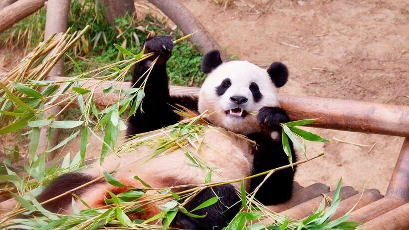 Chengdu:Panda Base Entry Ticket & English PDF Guidebook - Choosing morning or afternoon