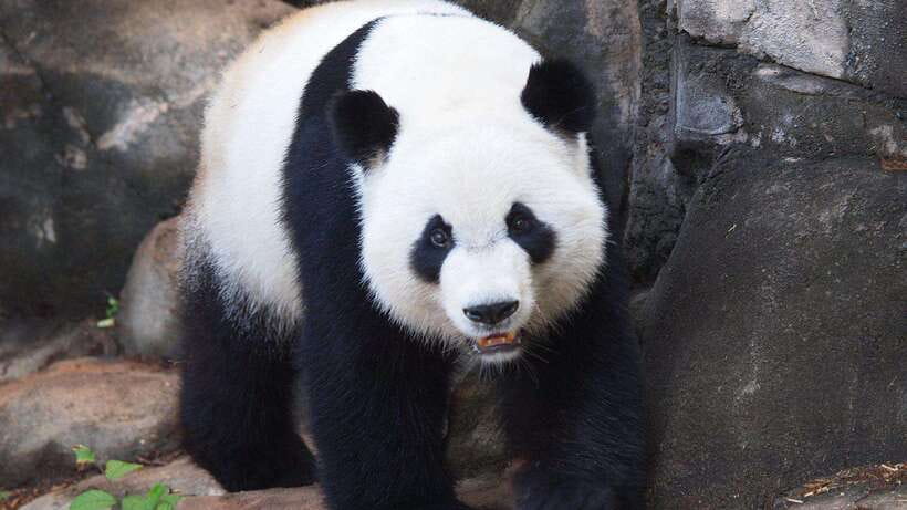 Chengdu:Panda Base Entry Ticket & English PDF Guidebook - What is included and what will cost extra