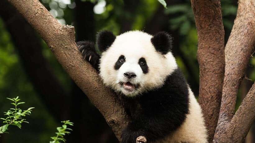 Chengdu：Panda Base Entry Ticket & English PDF Guidebook - Entering with your passport instead of a paper ticket
