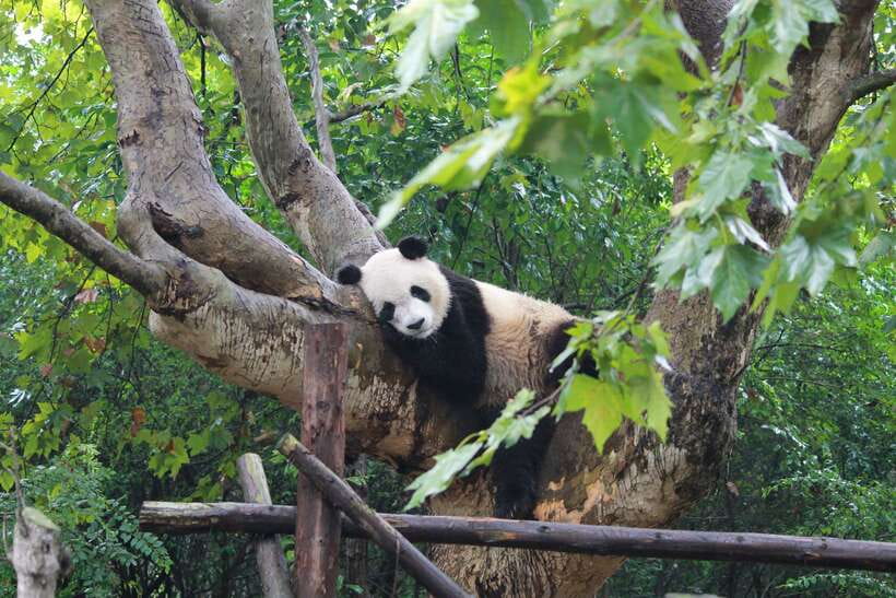 Chengdu: Panda Base Half Day Group Tour - Key points at a glance