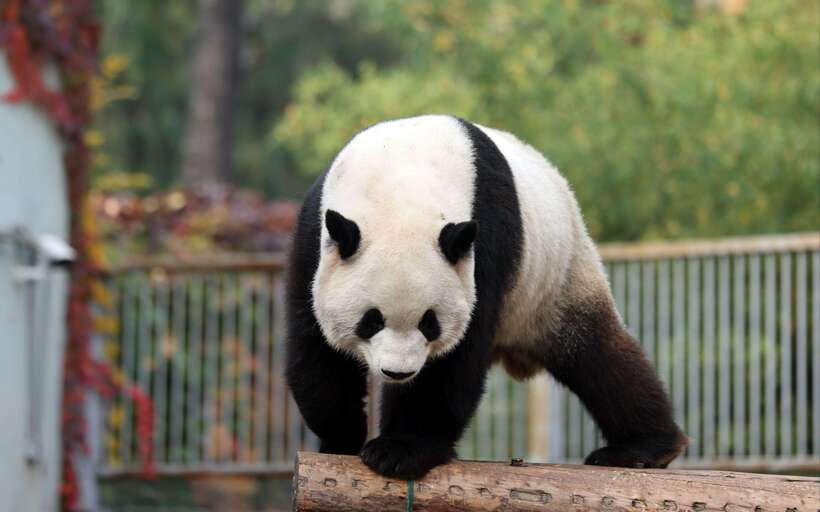 Chengdu: Panda Base Half Day Group Tour - Why Chengdu’s panda base is worth your morning