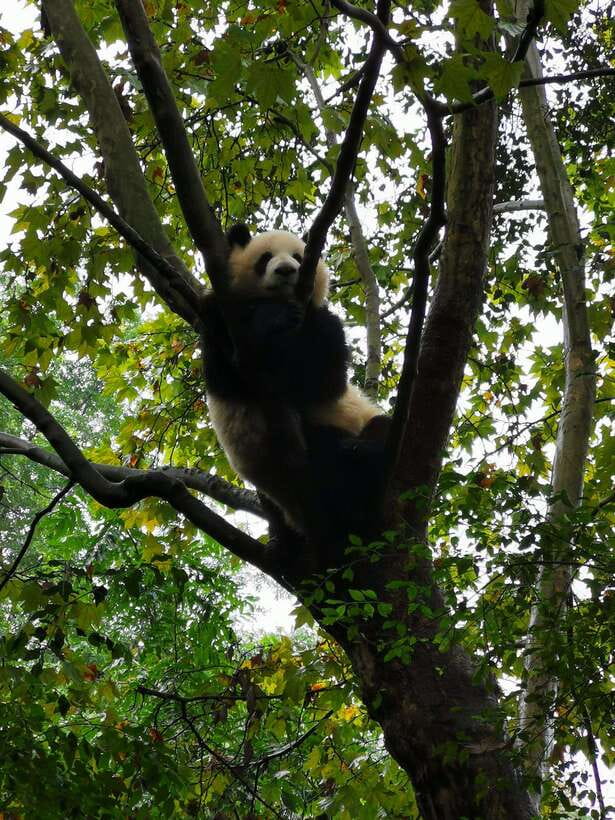 Chengdu: Panda Base Half Day Group Tour - The $30 price and what it really includes