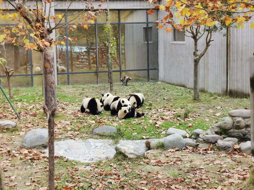 Chengdu: Panda Base Half Day Group Tour - Ending at Tianfu Square