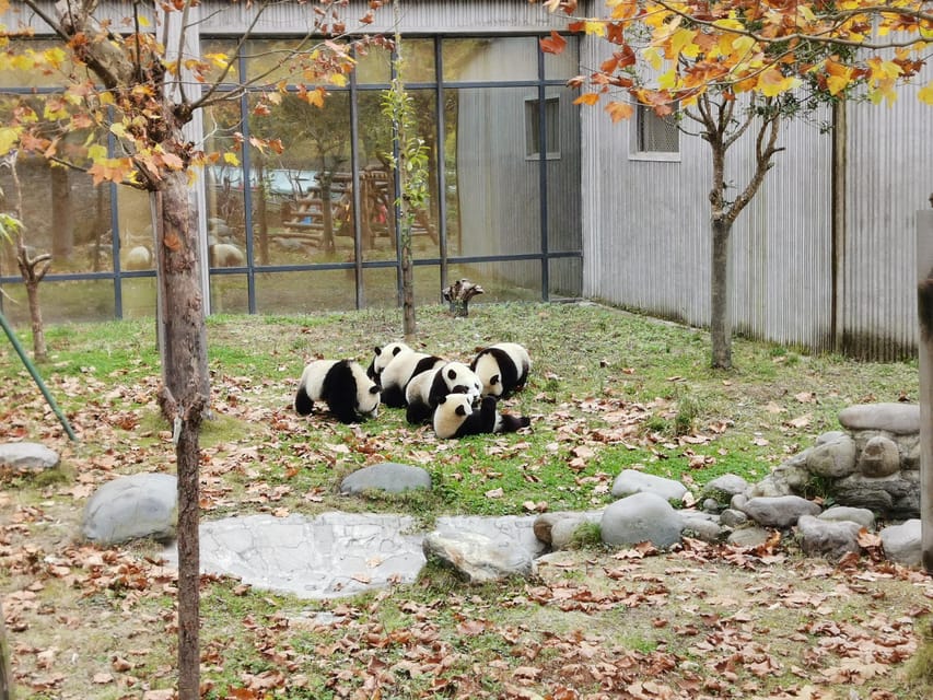 Chengdu: Panda Base Half Day Group Tour - When to go, and when to avoid the crowds