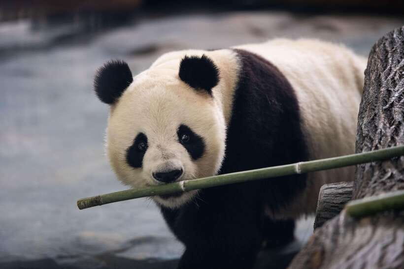 Chengdu: Panda Base Half Day Group Tour - The 40-minute ride from central Chengdu