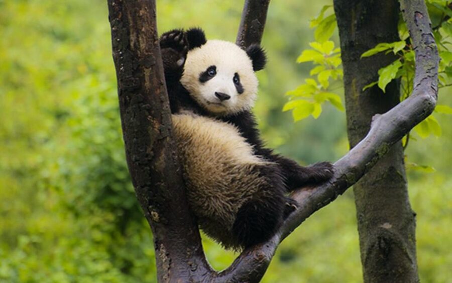Chengdu panda base half day tour - Who should choose this panda tour?
