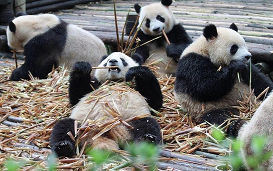 Chengdu panda base half day tour - Why the early morning matters at Chengdu Panda Base