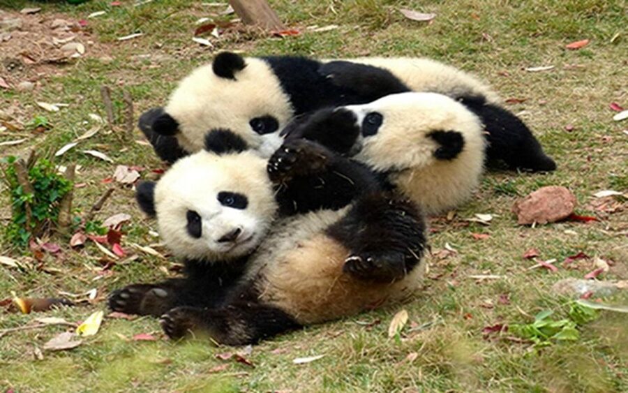 Chengdu panda base half day tour - What you can see inside the base