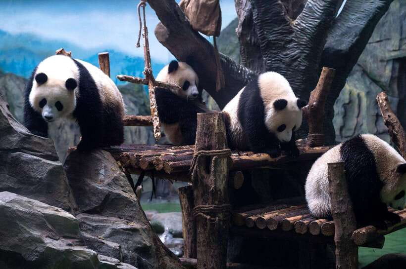 Chengdu: Panda Breeding Base Tickets Booking - Why Chengdu’s Panda Base Is Worth a Half Day