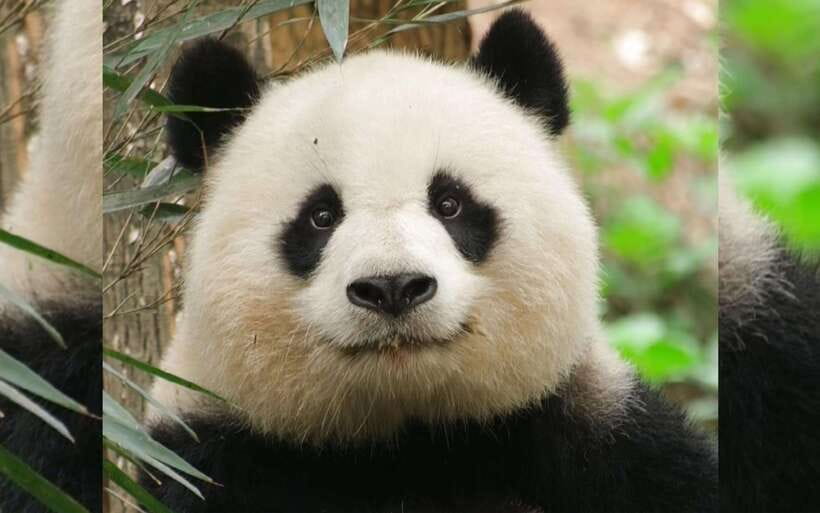 Chengdu: Panda Breeding Base Tickets Booking - Entering With the Correct Passport