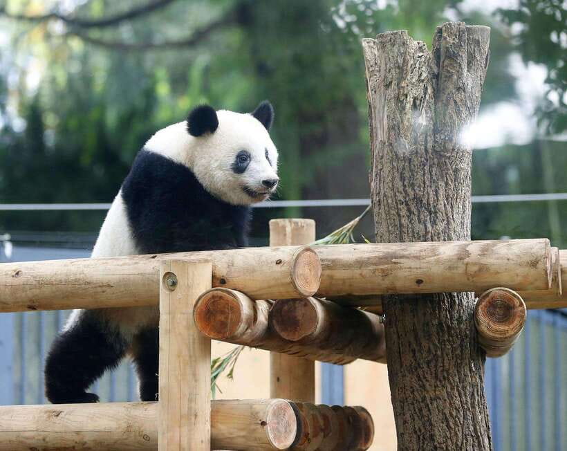 Chengdu: Panda Breeding Base Tickets Booking - Walking Through Nurseries and Adult Enclosures
