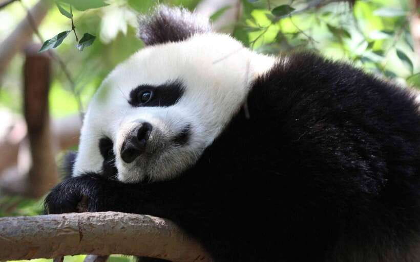 Chengdu: Panda Breeding Base Tickets Booking - Who Should Book This Panda Experience?