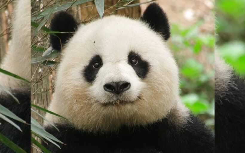 Chengdu: Panda Breeding Base Tickets Booking - Should You Book the Panda Base Ticket?