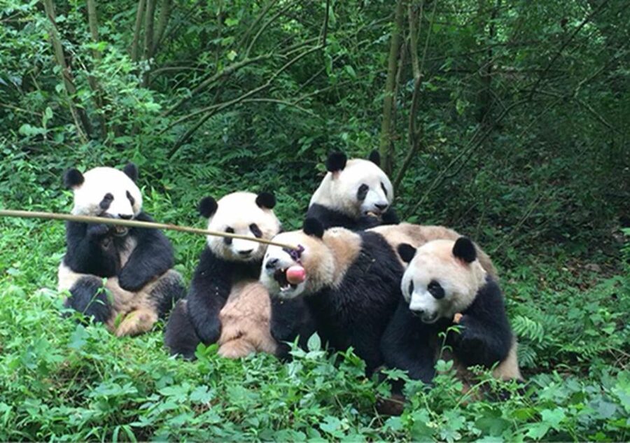 Chengdu panda & Leshan Buddha One Day Private Tour - Why this Chengdu day works so well