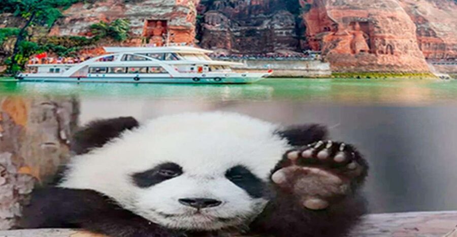 Chengdu panda & Leshan Buddha One Day Private Tour - The 50-minute lunch break