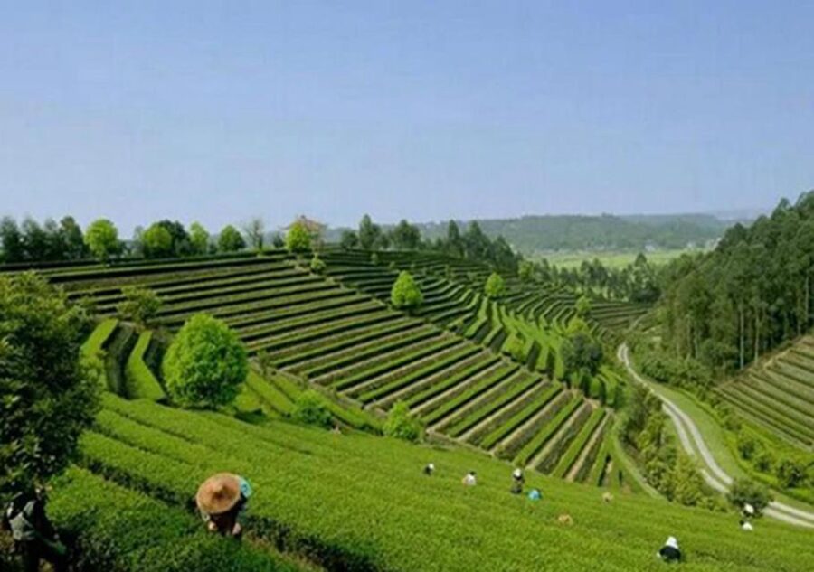 Chengdu panda & Leshan Buddha One Day Private Tour - Price, tickets, and what you still pay