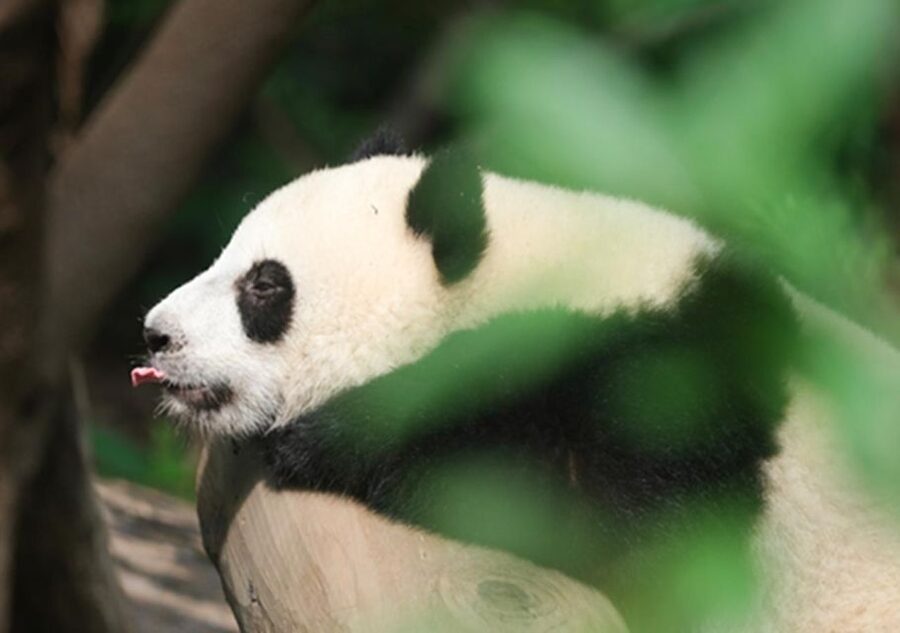 Chengdu panda & Leshan Buddha One Day Private Tour - Who should book this experience