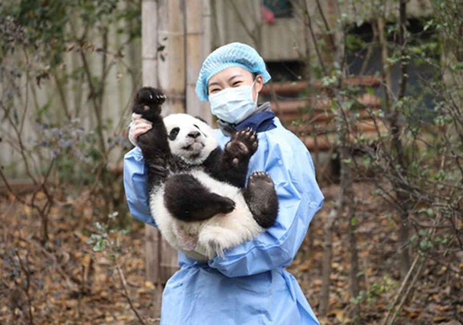 Chengdu panda & Leshan Buddha One Day Private Tour - Is this Chengdu and Leshan tour worth booking?