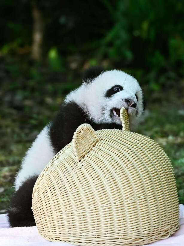 Chengdu: Panda Research Base Ticket or Private Transfer Tour - Key points before you book
