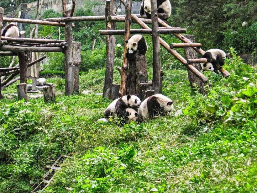 Chengdu: Panda Research Base Ticket or Private Transfer Tour - Why the Chengdu Panda Base matters