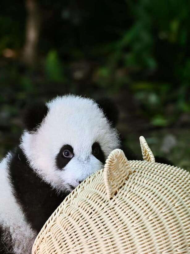 Chengdu: Panda Research Base Ticket or Private Transfer Tour - Entering the base and getting your bearings