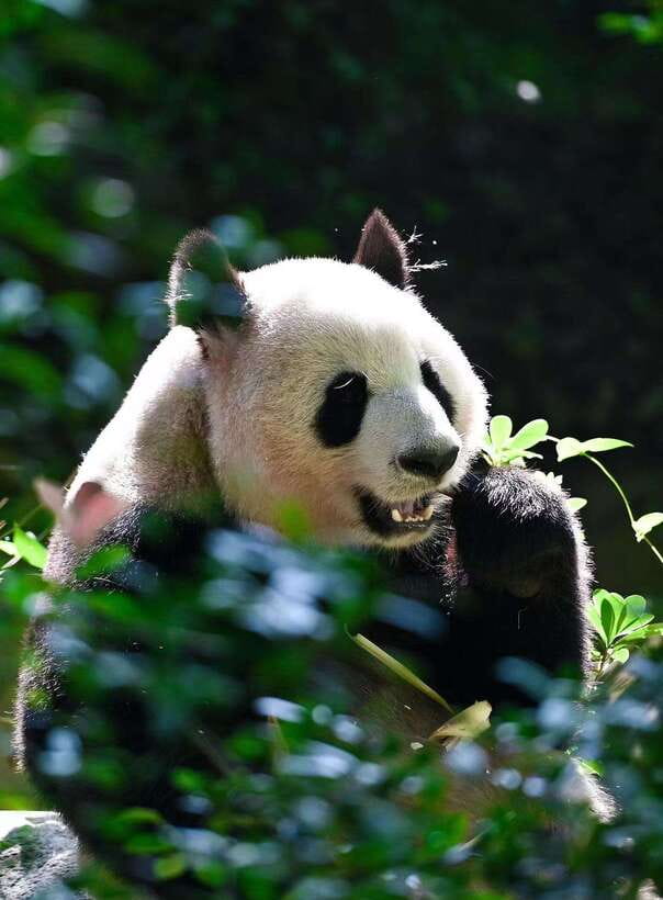 Chengdu: Panda Research Base Ticket or Private Transfer Tour - The four-hour self-guided route