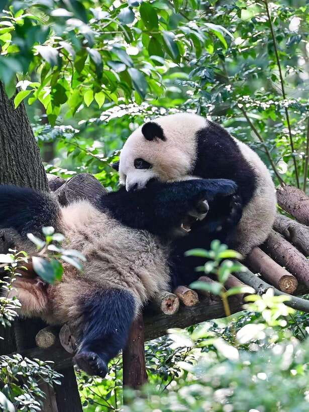 Chengdu: Panda Research Base Ticket or Private Transfer Tour - Food, breaks, and extra spending