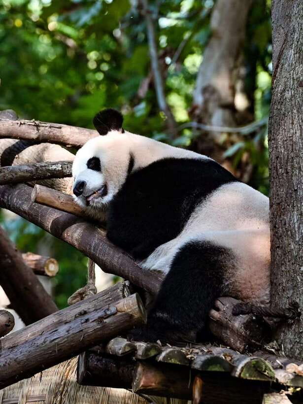 Chengdu: Panda Research Base Ticket or Private Transfer Tour - Booking help and communication