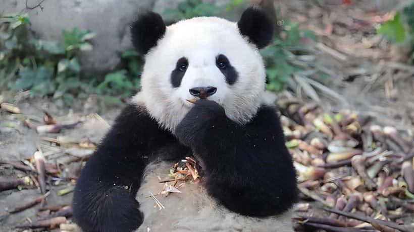 Chengdu: Panda Research Base Ticket or Volunteer Day Trip - Should you book it?
