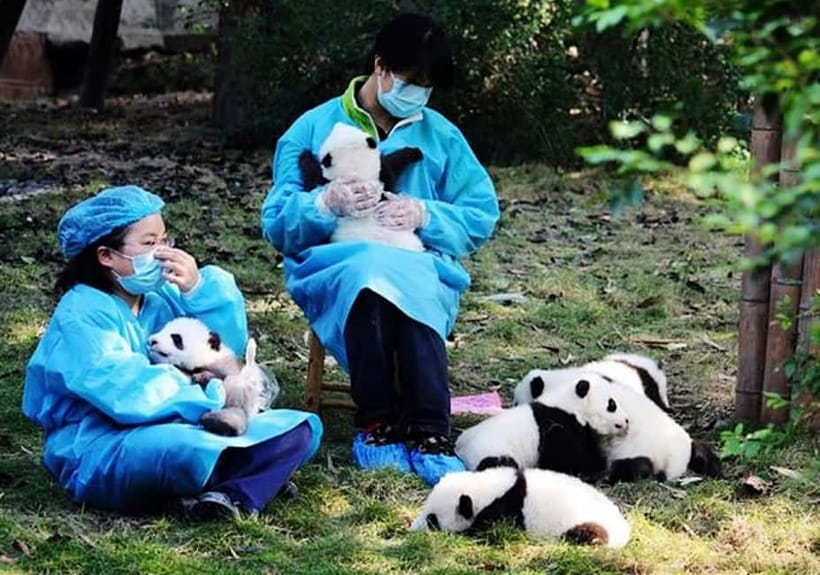 Chengdu: Panda Research Base Ticket or Volunteer Day Trip - Start with the pandas at Chengdu Panda Base