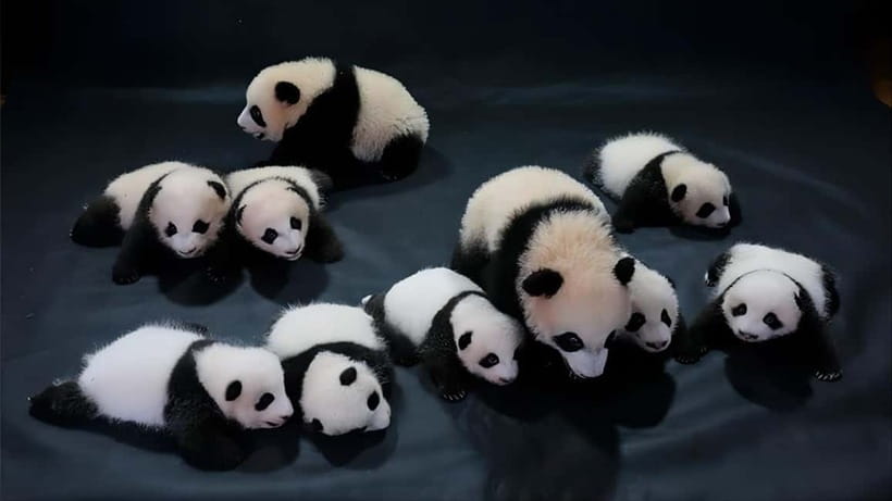 Chengdu: Panda Research Base Ticket or Volunteer Day Trip - Dujiangyan, Wolong Shenshuping, or Ya’an Bifengxia?