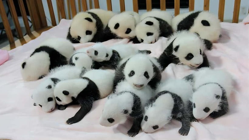 Chengdu: Panda Research Base Ticket or Volunteer Day Trip - Add the Panda musical and Panda Planet