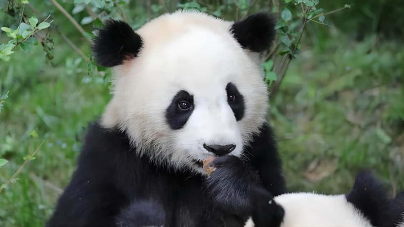 Chengdu: Panda Research Base Ticket or Volunteer Day Trip - Price, planning, and what you really get