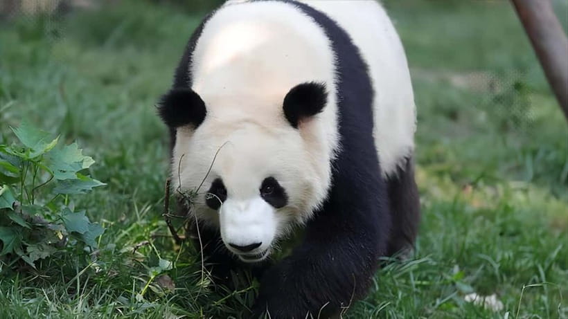 Chengdu: Panda Research Base Ticket or Volunteer Day Trip - Who should book this panda experience?