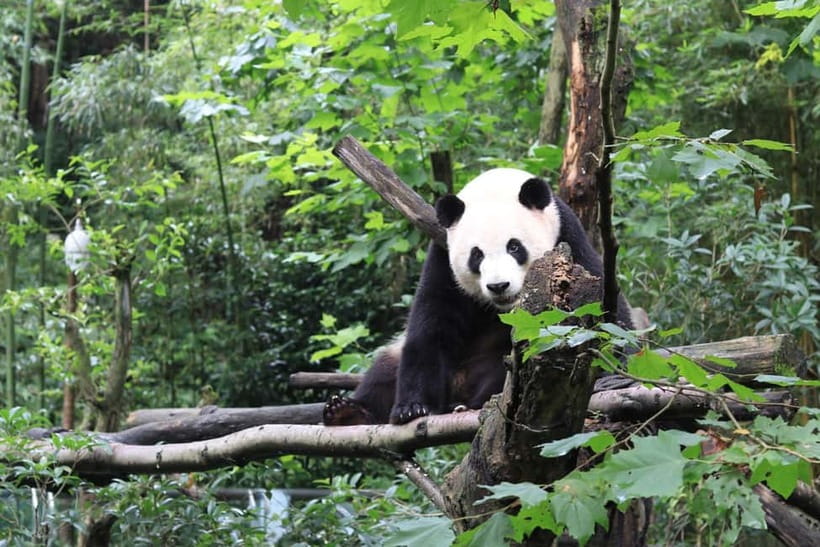 Chengdu: Panda Research Base Ticket or Volunteer Day Trip - What the regular ticket does and does not include
