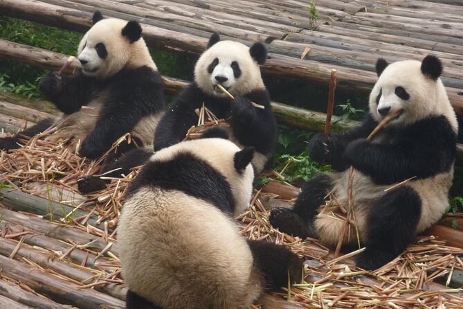 Chengdu Panda Research Base Tickets And Optional Private Tour - The main stop: giant pandas, red pandas, and the nursery