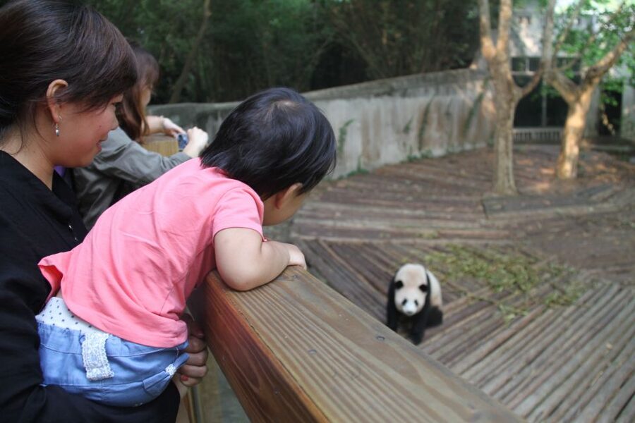 Chengdu: Private Panda Base Tour with 80 Pandas - Should you book it?