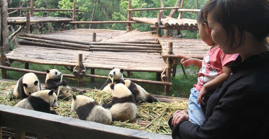 Chengdu: Private Panda Base Tour with 80 Pandas - Why the 7:30 am start matters