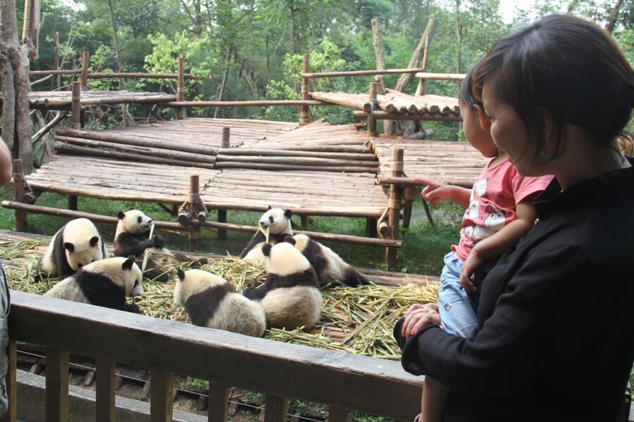 Chengdu: Private Panda Base Tour with 80 Pandas - The conservation story behind the visit