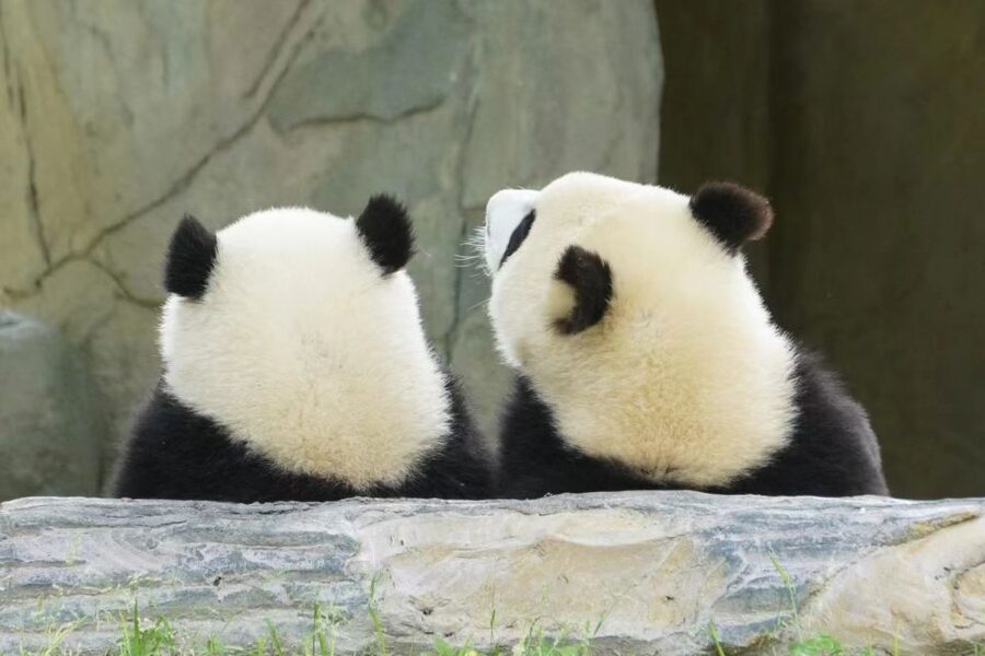 Chengdu: Private Panda Base Tour with 80 Pandas - Choosing the longer day after the pandas