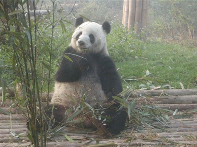 Chengdu: Private Panda Base Tour with 80 Pandas - Small practical details that make the morning better