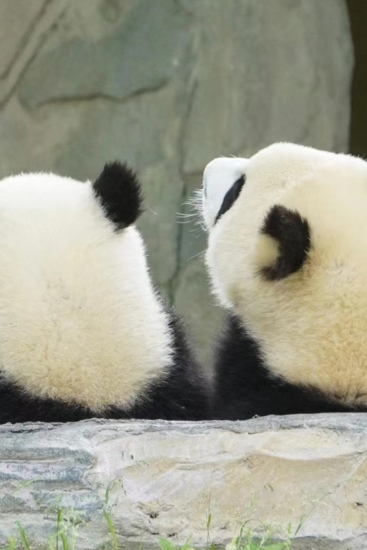 Chengdu: Private Panda Base Tour with 80 Pandas - Meeting the giant pandas at the research base