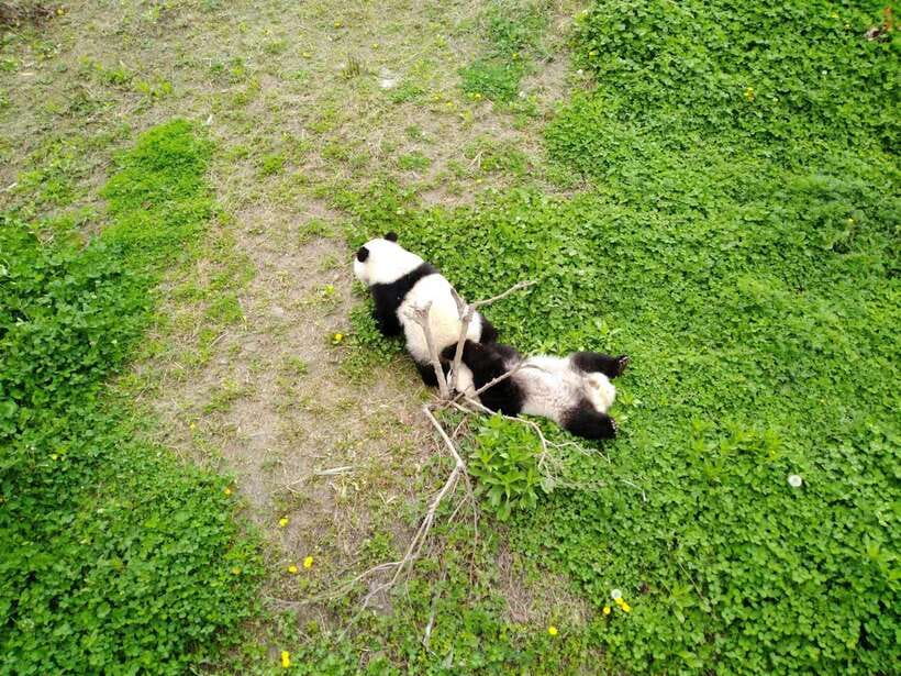 Chengdu: Private Panda Tour at Panda Breeding Base - Key points to know before you book