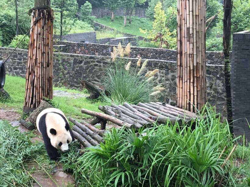 Chengdu: Private Panda Tour at Panda Breeding Base - Walking the bamboo-shaded park