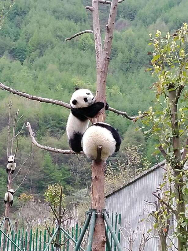 Chengdu: Private Panda Tour at Panda Breeding Base - Red pandas add a welcome change of pace