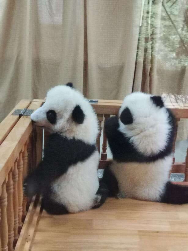 Chengdu: Private Panda Tour at Panda Breeding Base - The documentary puts the cute faces in context